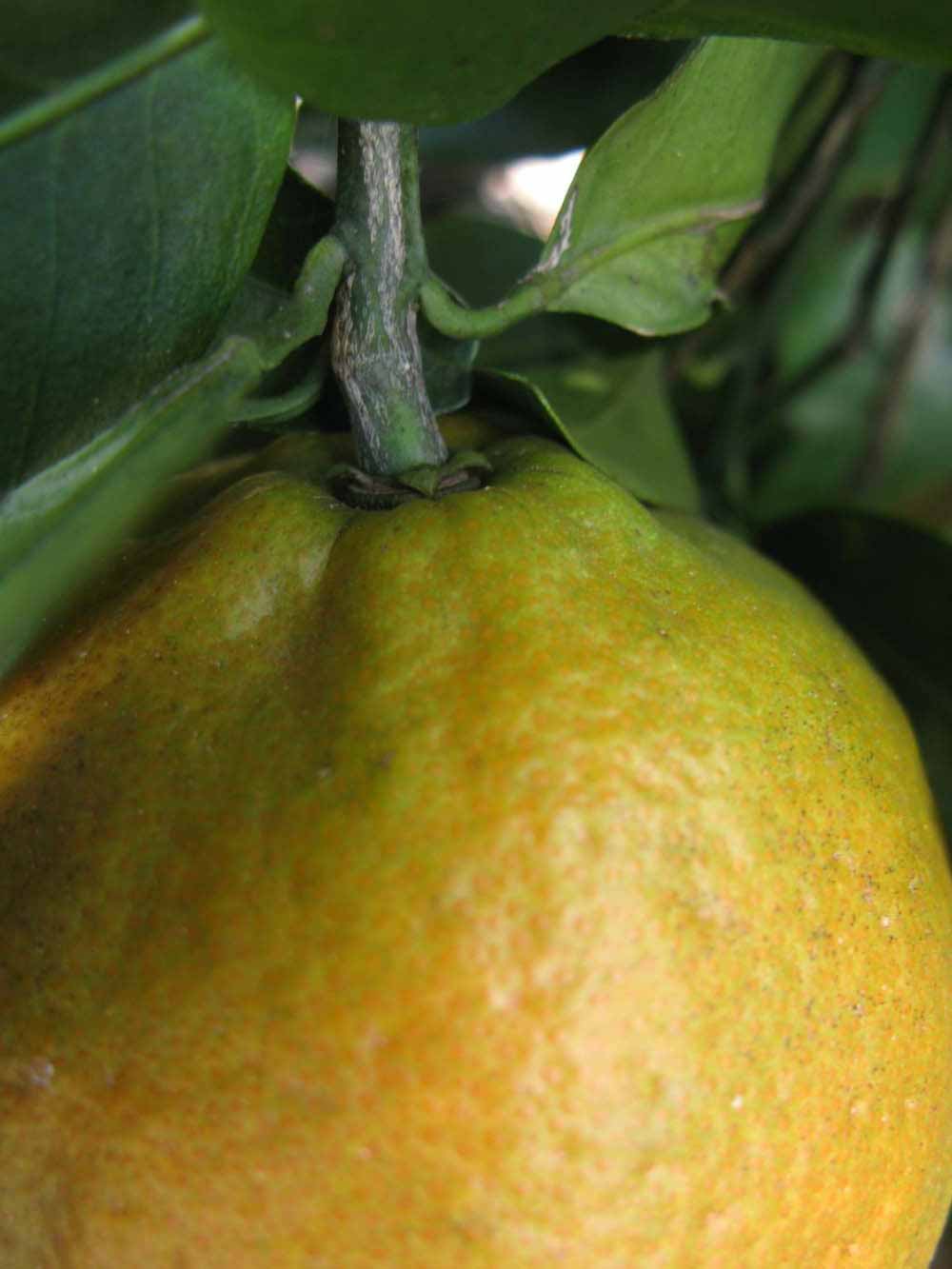            Fruit (Winter Haven, FL)   